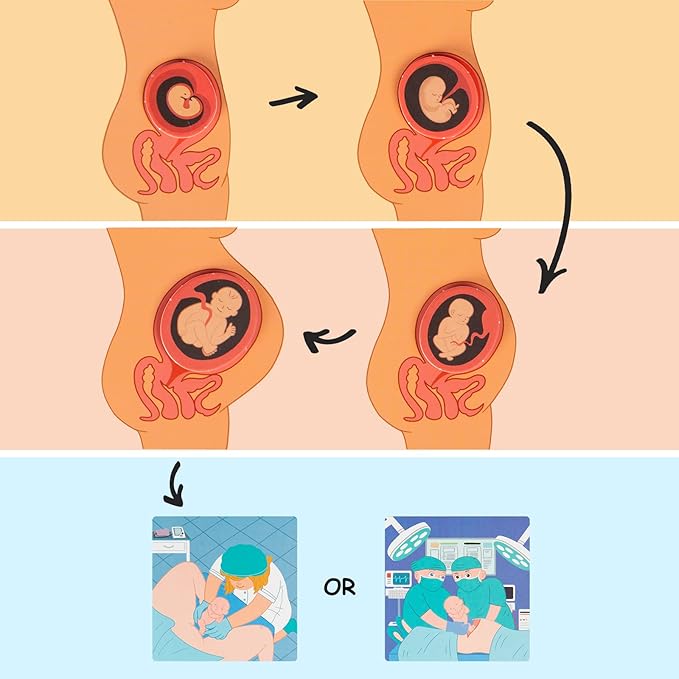 Freebear Montessori Busy Book for Kids, Human Body Anatomy Book for Toddlers, Preshool Kindergarten Learning Activities, Autism Sensory Toys, Gifts for Girls and Boys 4-7 Years- Human Body Procreation