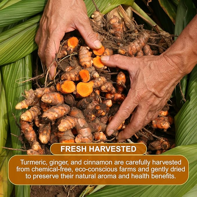 BOTAMONY, Premium 65 Turmeric Ginger Cinnamon Blend Tea Bags, Support Weight, Skin and Sleep, 100% Natural & No Additives & Caffeine Free