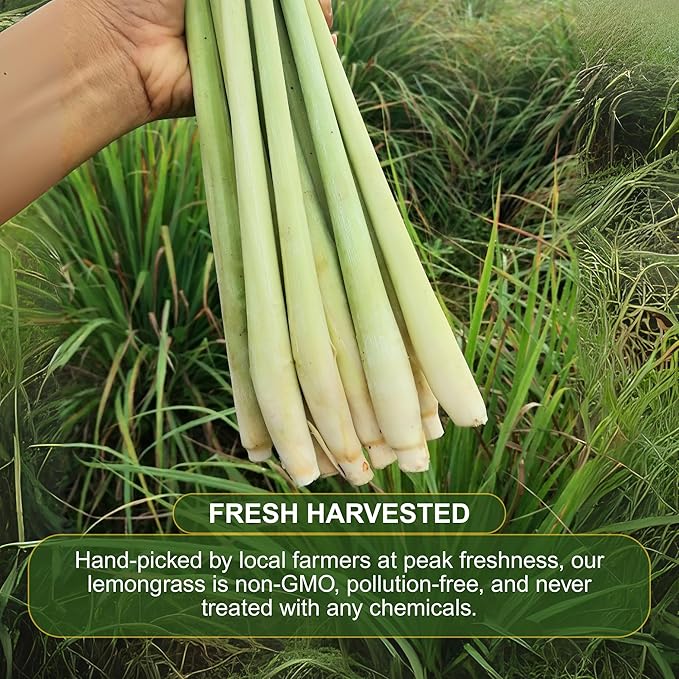 BOTAMONY 75 Premium Lemongrass Tea Bags 1.5g/Bag, 100% Natural Zacate de Limon, Caffeine-Free Herbal Tea for Daily Enjoyment, Refreshing Citrus-Mint Aroma & Smooth Flavor, Non-GMO & Vegan