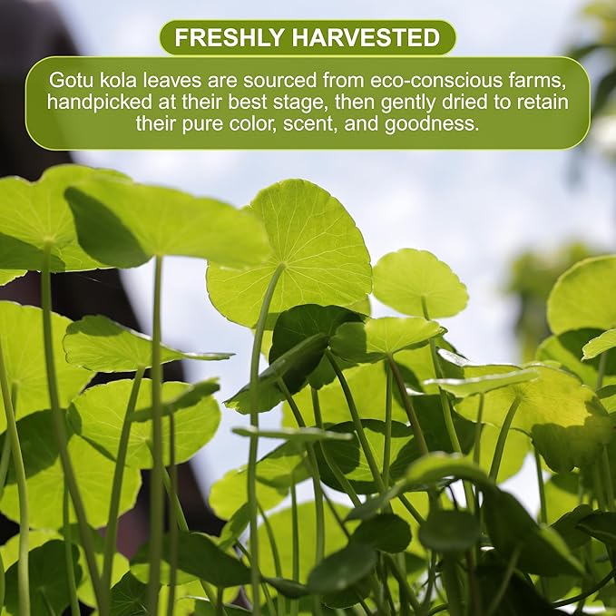 BOTAMONY Organic Gotu Kola Powder 7oz, Centella Asiatica Herbal, Non-GMO Vegan Gluten-Free, Traditionally Used in Ayurveda for Focus and Daily Vitality, Fine Leaf Powder