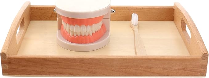 STOBOK Dentist 1 Set Montessori Montessori Practical Life Brushing Teeth Model with Tray Practical Life Simulated Tooth Homeschool Learning Preschool for Toddler Fake Teeth