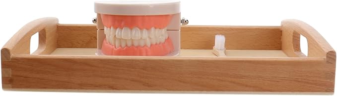 STOBOK Dentist 1 Set Montessori Montessori Practical Life Brushing Teeth Model with Tray Practical Life Simulated Tooth Homeschool Learning Preschool for Toddler Fake Teeth