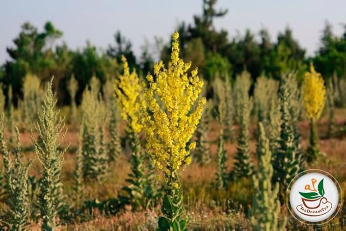 TeaDreamTea Dried Mullein Herbal Tea - Natural Mullein Flowers 5 fl.OZ Loose Tea - Caffeine-free - Pure Natural Premium Mullein Leaf - Mullein Herbal Teas with Cleanse Detox & Respiratory Support Effect