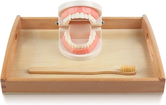 MEROCO Montessori Practical Life Brushing Teeth Model and Cards Montessori Homeschool Learning Preschool Toys for Toddlers