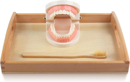 MEROCO Montessori Practical Life Brushing Teeth Model and Cards Montessori Homeschool Learning Preschool Toys for Toddlers