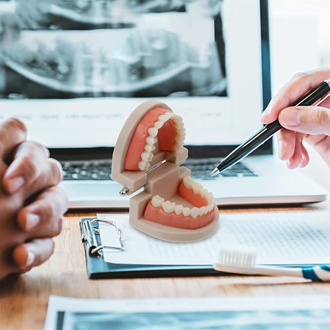 STOBOK Dentist 1 Set Montessori Montessori Practical Life Brushing Teeth Model with Tray Practical Life Simulated Tooth Homeschool Learning Preschool for Toddler Fake Teeth