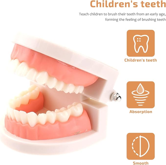 STOBOK Dentist 1 Set Montessori Montessori Practical Life Brushing Teeth Model with Tray Practical Life Simulated Tooth Homeschool Learning Preschool for Toddler Fake Teeth
