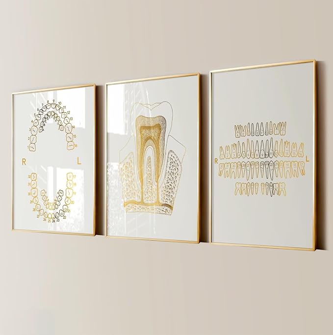 NATVVA 3 Pieces Wall Art Prints Dental Anatomy Poster Tooth Structure Picture Teeth Numbering System Canvas Wall Painting for Dentist Office Decoration with Inner Frame