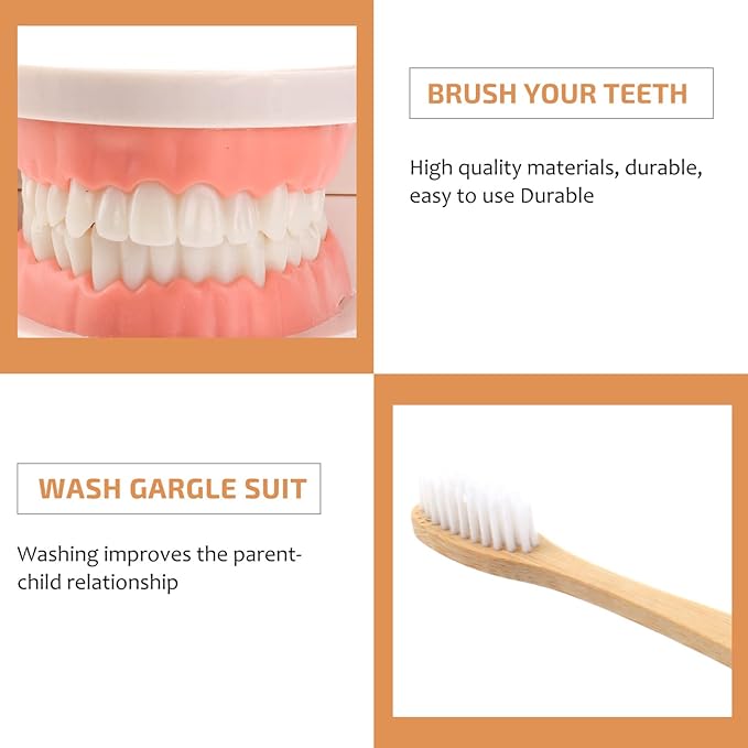 STOBOK Dentist 1 Set Montessori Montessori Practical Life Brushing Teeth Model with Tray Practical Life Simulated Tooth Homeschool Learning Preschool for Toddler Fake Teeth