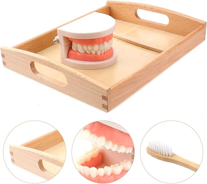 STOBOK Dentist 1 Set Montessori Montessori Practical Life Brushing Teeth Model with Tray Practical Life Simulated Tooth Homeschool Learning Preschool for Toddler Fake Teeth