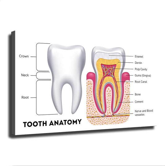 Dental Infographic Teeth Anatomy Science Poster Picture Art Print Canvas Wall Home Living Room Decor Kitchen Bedroom Aesthetics Decoration (08×12inch_Unframed)