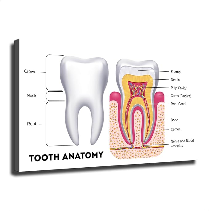 Dental Infographic Teeth Anatomy Science Poster Picture Art Print Canvas Wall Home Living Room Decor Kitchen Bedroom Aesthetics Decoration (24x36inch_Unframed)