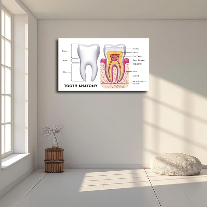 Dental Infographic Teeth Anatomy Science Poster Picture Art Print Canvas Wall Home Living Room Decor Kitchen Bedroom Aesthetics Decoration (16x24inch_Framed)