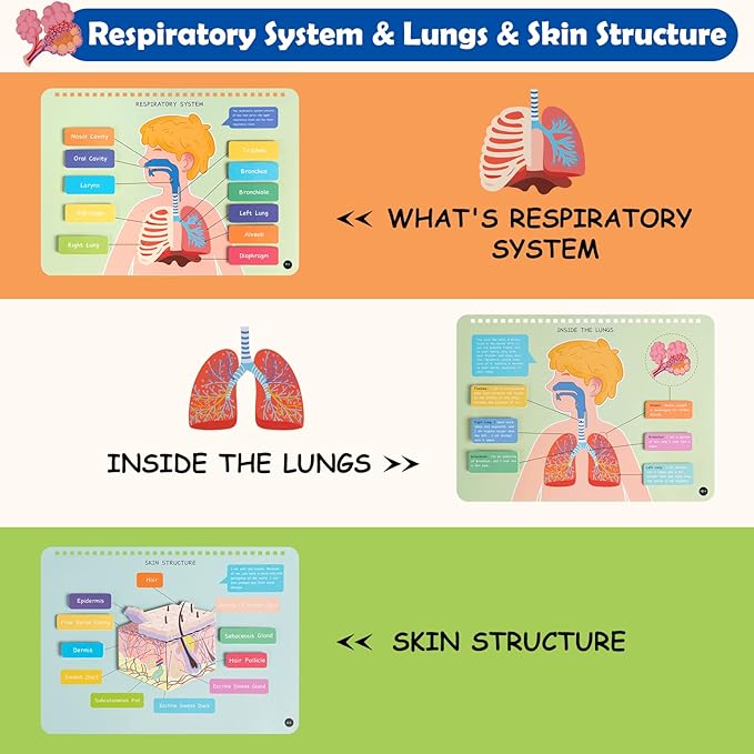 Freebear Montessori Busy Book for Kids, Human Body Anatomy Book for Toddlers, Preshool Kindergarten Learning Activities, Autism Sensory Toys, Gifts for Girls and Boys 4 5 6 7 Years - Human Body System