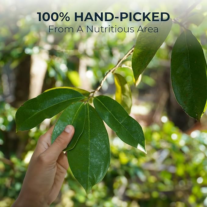 Soursop Graviola Leaf Tea Bags, 90 Count, Bamboo Tong Included, No Sugar Added, No Caffeine, Hoja De Guanabana, Re-Steep Morning Herbal Detox Tea for Relax, Refreshing & Pure Taste