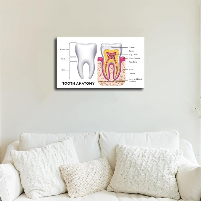 Dental Infographic Teeth Anatomy Science Poster Picture Art Print Canvas Wall Home Living Room Decor Kitchen Bedroom Aesthetics Decoration (12×18inch_Unframed)
