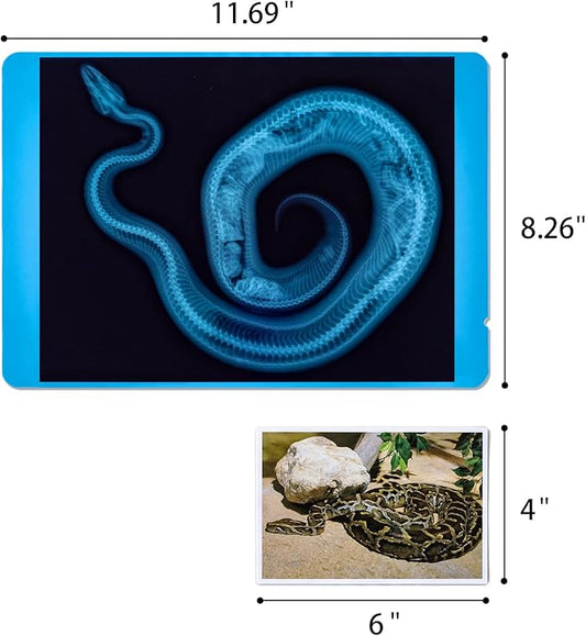 20 Pcs Animal Xrays and Picture Cards - Educational Science Kit for Kids, Explore The Fascinating World of Animal Skeletons