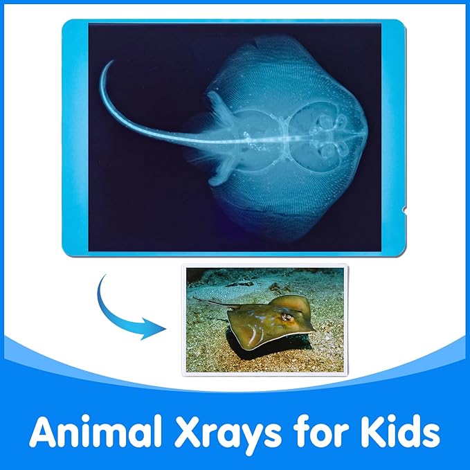 20 Pcs Animal Xrays and Picture Cards - Educational Science Kit for Kids, Explore The Fascinating World of Animal Skeletons