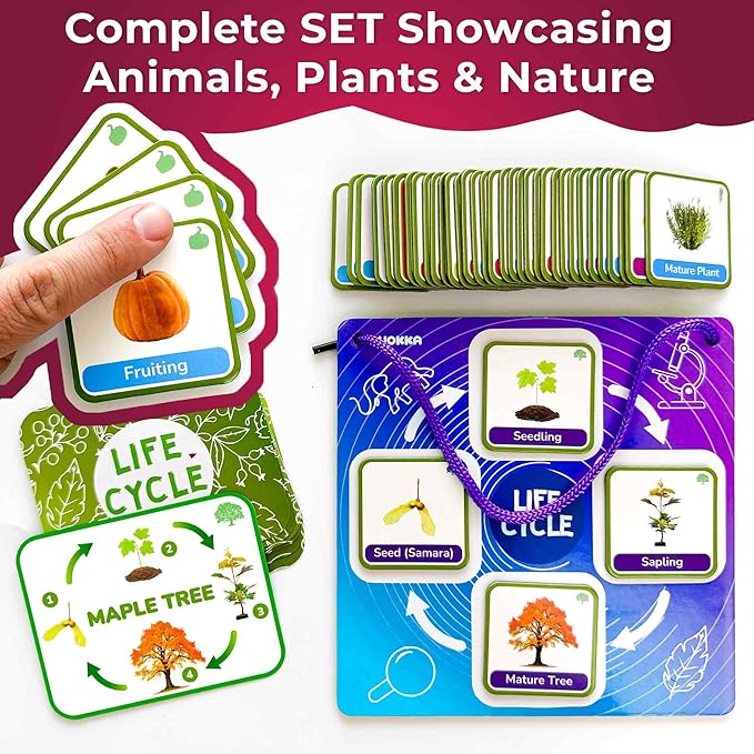 QUOKKA Life CycleToys for Kids - 30 Flashcards Toddler Science Kit Ages 2-4 - Pre-k Plant Animals Nature Learning Materials 3-5 - 120 Magnetic Flash Cards for Preschool and School (Part 2)