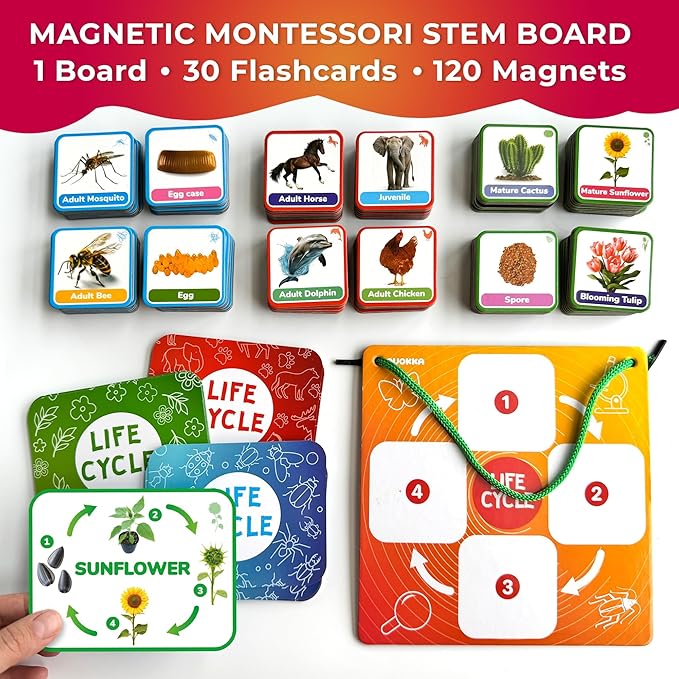 QUOKKA Life Cycle Kit Toy Montessori - 30 Flash Cards Toddler Science Activities for Kids Ages 2-4 - Prek Animal Learning Materials 3-5 - 120 Magnetic Toddler Classroom Must Haves for Preschool