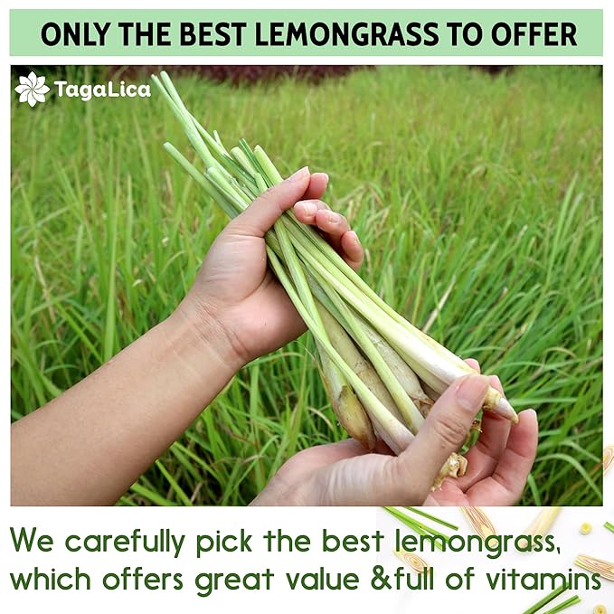 Tagalica, Premium 75 Lemongrass Tea Bags, 100% Natural & Pure Lemongrass leaves, Eco-Conscious Tea Bags, Lemongrass Herbal Tea. Lemongrass Leaf Tea. No Sugar, No Caffeine, No Gluten, Vegan.