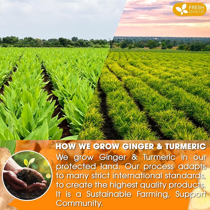 FreshDrinkUS, Premium 85 Ginger Turmeric Tea Bags, 100% Natural Ingredients, Hand-made Blend of Ginger and Turmeric Herbal Tea, Eco-conscious Tea Bags. No Sugar, No Caffeine, No Gluten, Vegan.