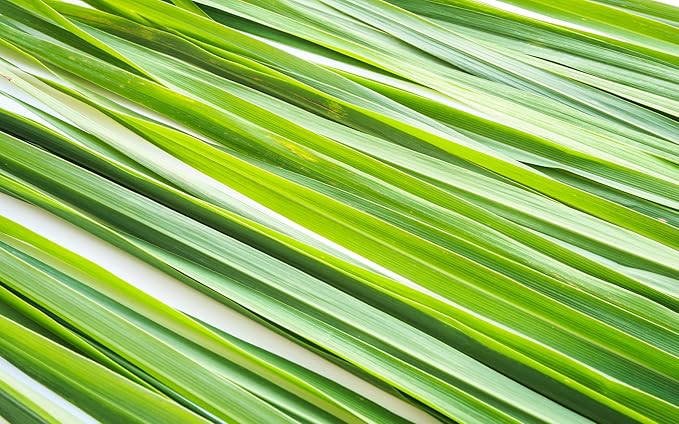 Lemongrass Tea 1 LB (16Oz) | 100% USDA Certified Organic |Cut and Sifted Loose Leaf LemonGrass Tea & Seasoning | Aroma Rich Egypt Lemongrass (cymbopogon citratus)| By U.S. Wellness Naturals