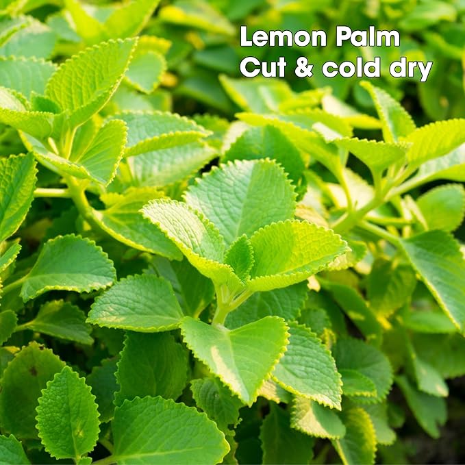 Lemon Balm Tea Bags Pyramid with String - Throat Soothing Effect, Cough Relief, Respiratory Support, Improve Mod, Relieve Stress - Premium Lemon Balm Herb (Melissa Officinalis) - Health Herbal Tea