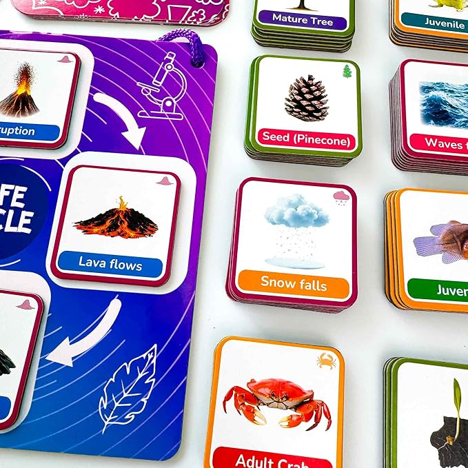 QUOKKA Life CycleToys for Kids - 30 Flashcards Toddler Science Kit Ages 2-4 - Pre-k Plant Animals Nature Learning Materials 3-5 - 120 Magnetic Flash Cards for Preschool and School (Part 2)