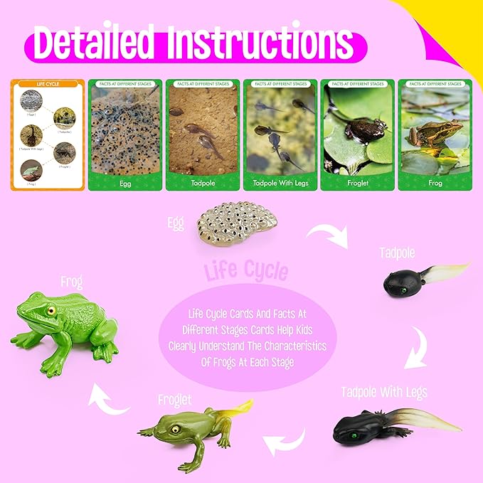 15 Frog Life Circle Flashcards with 5 Plastic Figurines, Frogs Introduction Cards Plastic Insects Tadpole to Frog Kit Toy for Kids, Adults, Animal Lovers