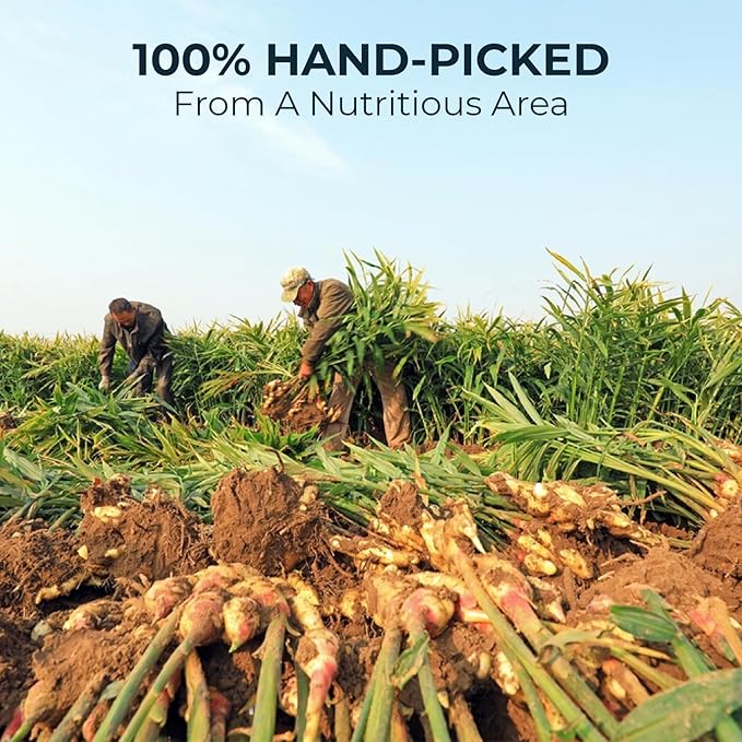 Ginger Cinnamon Turmric Tea Bags with Bamboo Tong - 55 Count (+5 Count), 5.47 oz, Re-Steep Corn Based Bag, Natural Herbal Tea for Body Warm, Liver Support