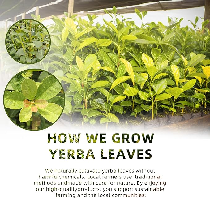 luoptea Unsmoked Yerba Mate Tea Bags from Argentina-100 NAtural Energy&Focus herbal Tea|Antioxidant Rich Detox Tea ,Hot or Iced,Eco-Conscious Compostable Tea bags,No suger,No Gluten,Vegan. (30 tea bags)