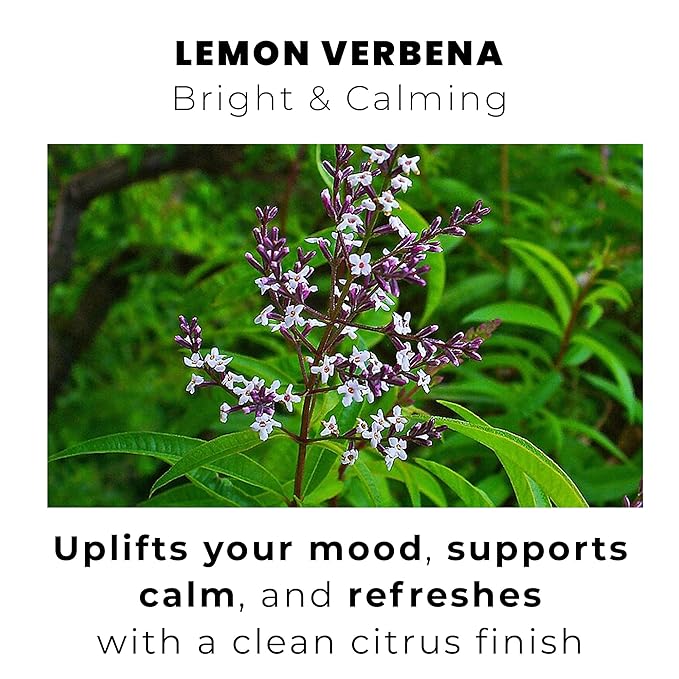 100% LEMON VERBENA WHOLE LEAVES 66 SERVING GROWN UNDER ALBANIA’S SUNSHINE