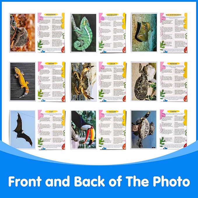 20 Pcs Animal Xrays and Picture Cards - Educational Science Kit for Kids, Explore The Fascinating World of Animal Skeletons