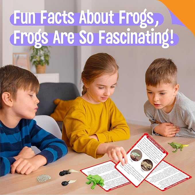 15 Frog Life Circle Flashcards with 5 Plastic Figurines, Frogs Introduction Cards Plastic Insects Tadpole to Frog Kit Toy for Kids, Adults, Animal Lovers