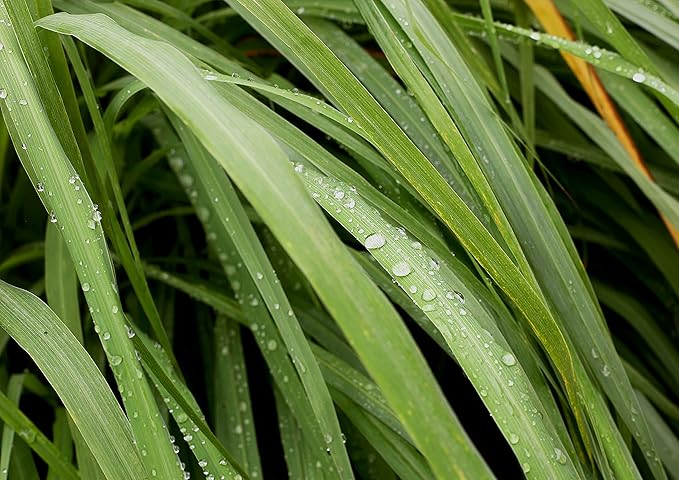 Food to Live Dried Lemongrass Leaves, 4 Ounces – Cut Lemon Grass Herb, Vegan, Bulk. Lemony Flavor and Aroma. Rich in Vitamin C. Essential Ingredient for Thai, Indian, Indonesian Dishes. Perfect for Herbal Tea