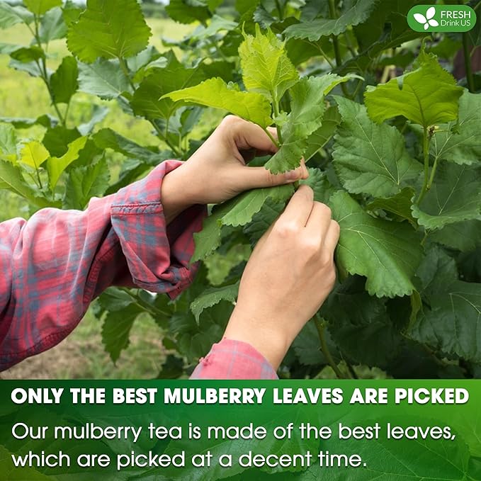 FreshDrinkUS, Premium 50 Mulberry Leaf Tea Bags, 100% Natural & Pure from Mulberry Leaves. Herbal Tea. Made with Natural Material Tea Bags. No Sugar, No Caffeine, No Gluten, Vegan.