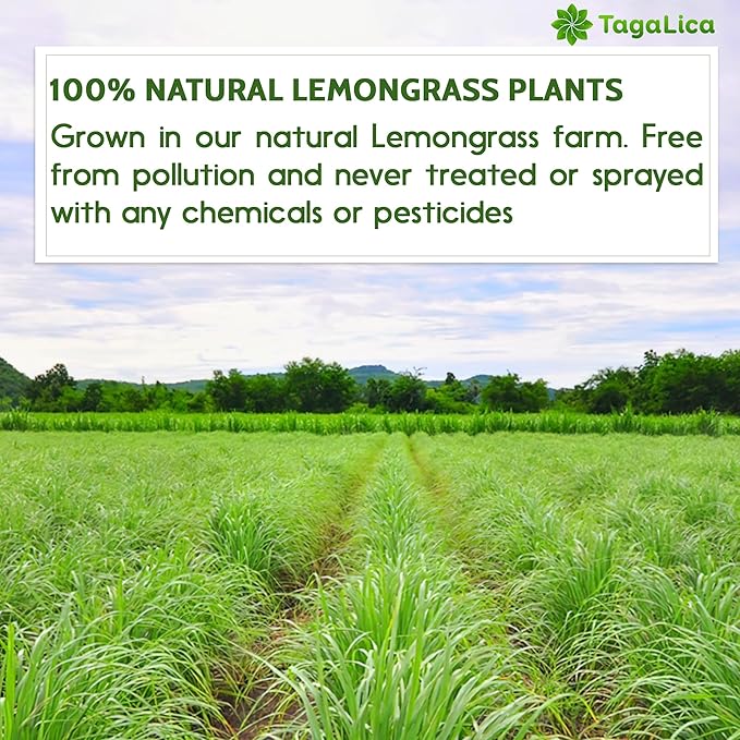 Tagalica, Premium 30 Lemongrass Tea Bags, 100% Natural & Pure Lemongrass leaves, Eco-Conscious Tea Bags, Lemongrass Herbal Tea. Lemongrass Leaf Tea. No Sugar, No Caffeine, No Gluten, Vegan.
