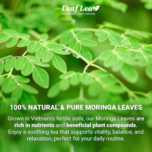 LeafLea Moringa Tea, 120 Fresh-Sealed Tea Bags, Premium Herbal Blend from 100% Natural Moringa Leaves, Supports Digestion & Immune Health, Caffeine-Free, Sugar-Free, Vegan, Non-GMO