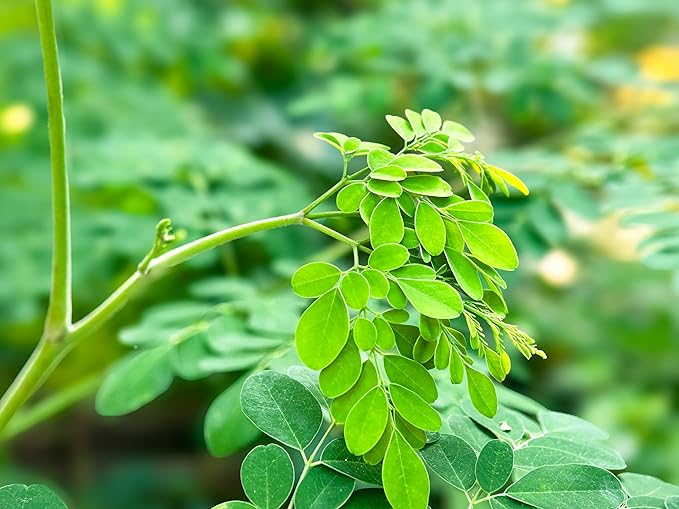 Cederberg Tea Company Organic Moringa Tea — 30 Tea Bags | Organic Herbal Tea From Single Origin | Eco-Friendly Tea Bags | Non-GMO Caffeine Free Tea With Zero Sugar