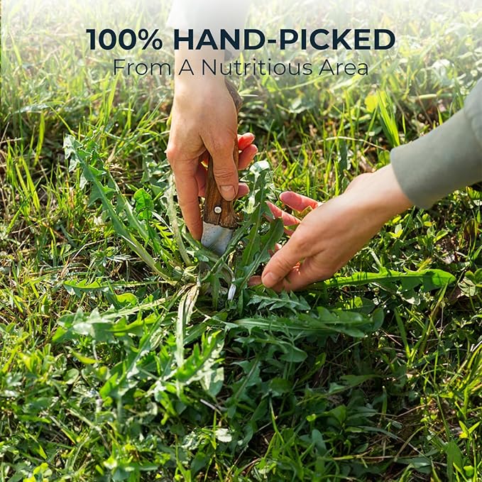 Natural Dandelion Root Tea with Solanum Trilobatum - 55 Count (+5 Tea Bags) - 5.15 oz, Bamboo Tong, Re-Steep Pure Herbal Tea Detox Blend for Strength Balance, Energy Support