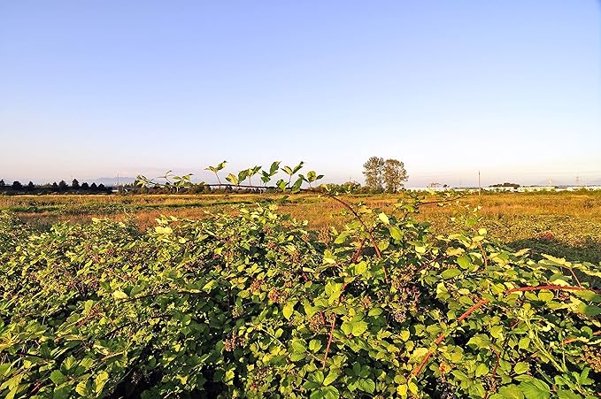 MagJo Naturals, Red Raspberry Leaf (16 Oz) Dried leaves, Wild-Harvest, herbal tea, Cut & Sifted, Packaged in USA, resealable bag (Pack of 2)