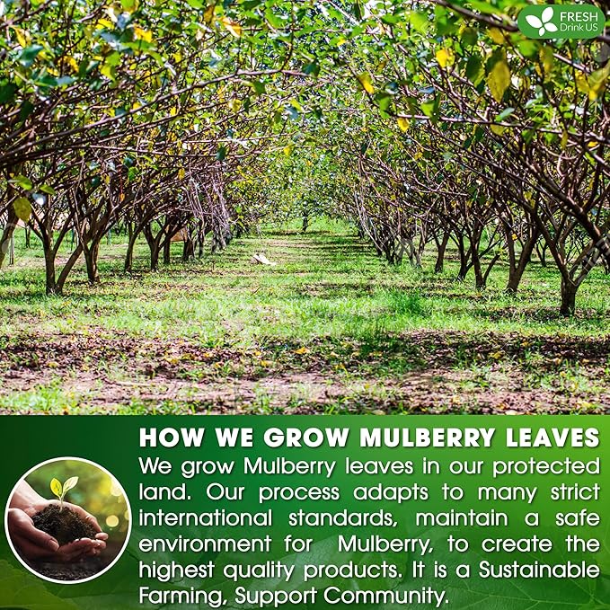 FreshDrinkUS, Premium 50 Mulberry Leaf Tea Bags, 100% Natural & Pure from Mulberry Leaves. Herbal Tea. Made with Natural Material Tea Bags. No Sugar, No Caffeine, No Gluten, Vegan.