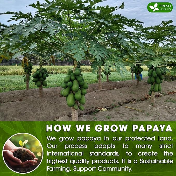 FreshDrinkUS Premium 135 Papaya Leaf Tea Bags, 100% Natural & Pure. Loose Leaf Herbal Tea. Made with Natural Material Tea Bags. No Sugar, No Caffeine, No Gluten, Vegan