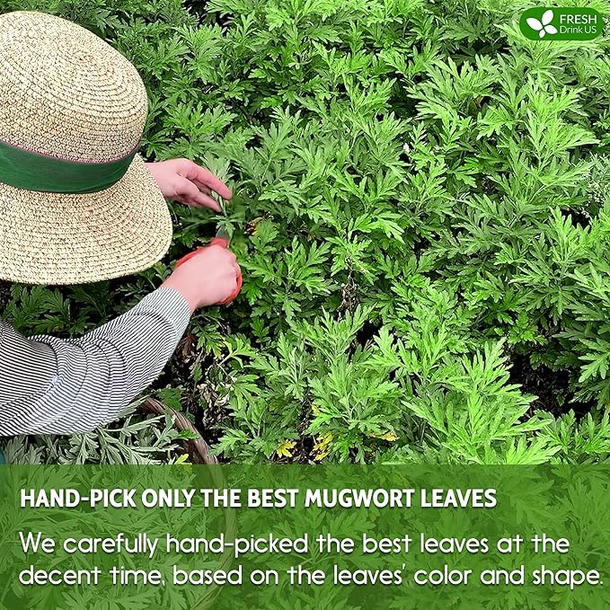 FreshDrinkUS, Premium 45 Mugwort Leaf Tea Bags, 100% Natural and Pure Mugwort Leaves. No Sugar, No Caffeine, No Gluten, Vegan. (45 Tea Bags)