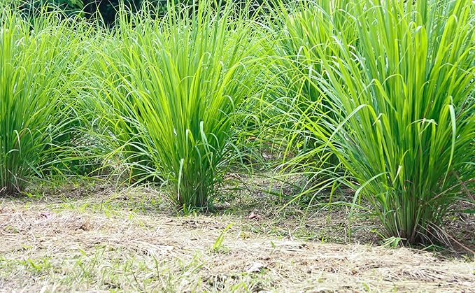 Lemongrass Tea 1 LB (16Oz) | 100% USDA Certified Organic |Cut and Sifted Loose Leaf LemonGrass Tea & Seasoning | Aroma Rich Egypt Lemongrass (cymbopogon citratus)| By U.S. Wellness Naturals