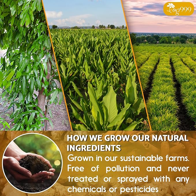 TOG999, 200 Bags Premium Turmeric Ginger Cinnamon Tea. Upgraded Version. Improve Digestion, Support Brain, Weight, Skin and Sleep. Eco-Conscious Tea Bags. No Sugar, No Caffeine, No Gluten, Vegan.