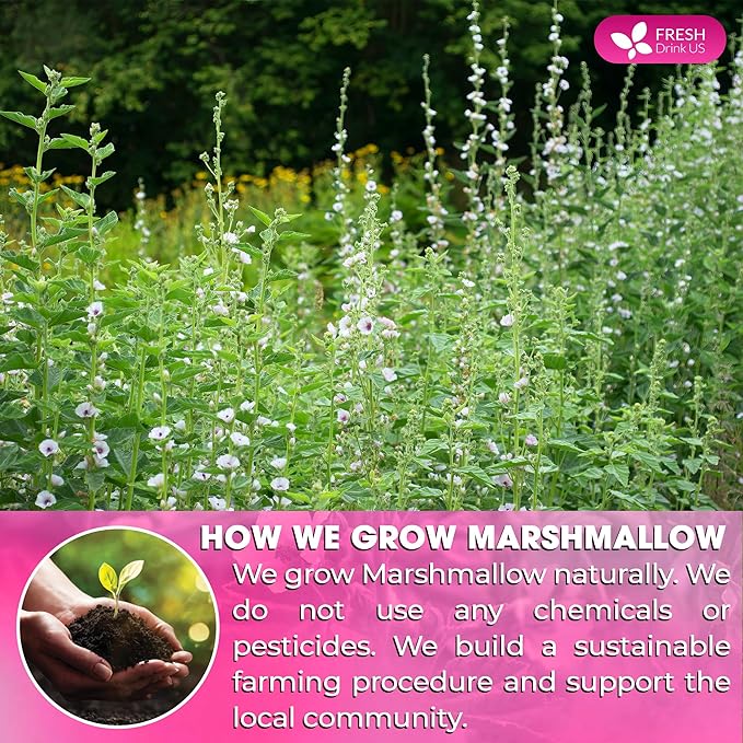 FreshDrinkUS, Premium 75 Marshmallow Root and Leaf Tea Bags, 100% Natural & Pure. Loose Leaf Marshmallow Herbal Tea. Made with Eco-Conscious Tea Bags. No Sugar, No Caffeine, No Gluten, Vegan.