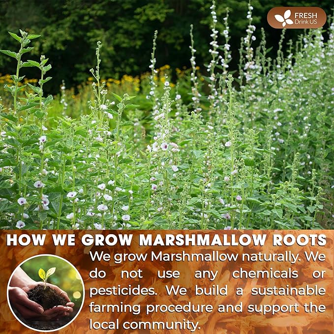 FreshDrinkUS, Premium 55 Marshmallow Root Tea Bags, 100% Natural & Pure from Marshmallow Root, Eco-Conscious Tea Bags, Herbal Tea. No Sugar, No Caffeine, No Gluten, Vegan.